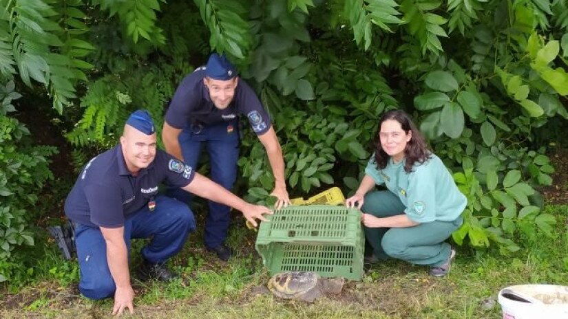 aligátorteknős befogása, rendőrök és természetvédelmi őr kollegina