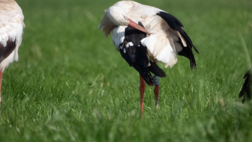 A Litvániában megfigyelt magyar gyűrűs fehér gólya