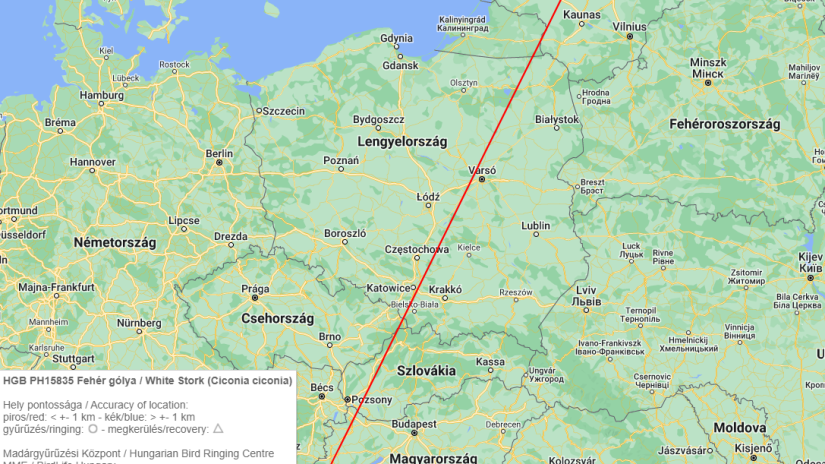 A Litvániában megfigyelt magyar gyűrűs fehér gólya megkerülési térképre (Madárgyűrűzési Központ)