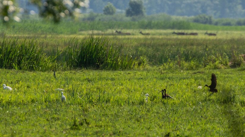 Állatsereglet a Kis-Balatonon