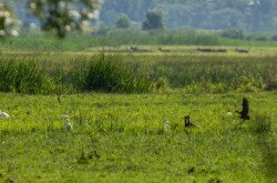 Állatsereglet a Kis-Balatonon