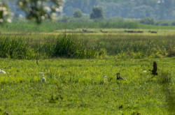 Állatsereglet a Kis-Balatonon