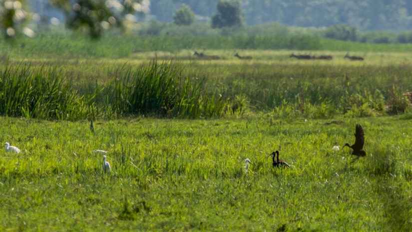 Állatsereglet a Kis-Balatonon