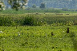 Állatsereglet a Kis-Balatonon