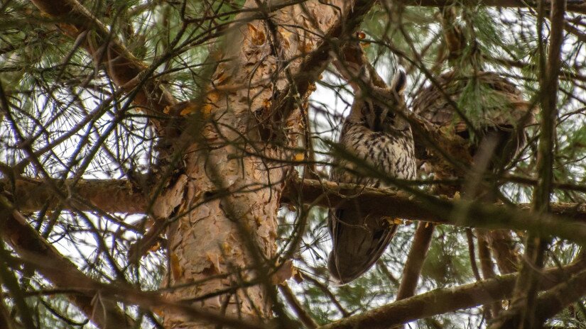 A Long-eared owl (Asio otus)