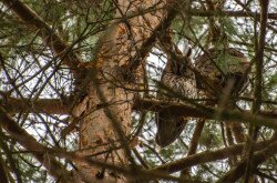 A Long-eared owl (Asio otus)