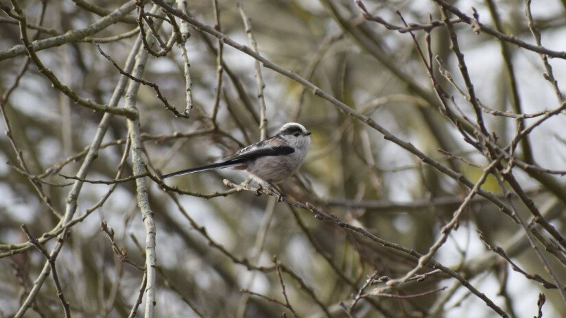 A long-tailed tit