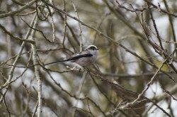 A long-tailed tit