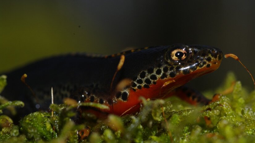 Alpine newt