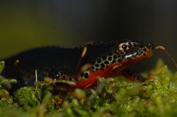 Alpine newt