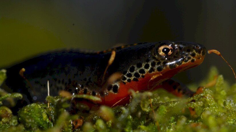 Alpine newt