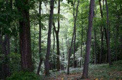 A Magas-bakonyi Téjvédelmi Körzet is a Balaton-felvidéki Nemzeti Park Igazgatósághoz tartozik