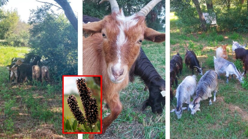 A magyar parlagi kecskék tartása kettős célt szolgál: a génmegőrzést és az aktív területkezelést.