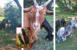 A magyar parlagi kecskék tartása kettős célt szolgál: a génmegőrzést és az aktív területkezelést.