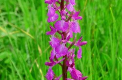 Anacamptis laxiflora im Káli-Becken