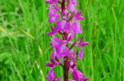 Anacamptis laxiflora im Káli-Becken