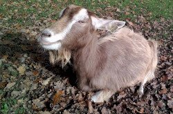 Animal-stroking area