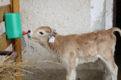 A "NŐ" nevű kisborjú, aki nőnapon került a Salföld Major gondozóihoz