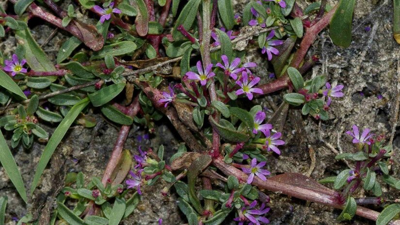 apró füzény (Lythrum tribracteatum)