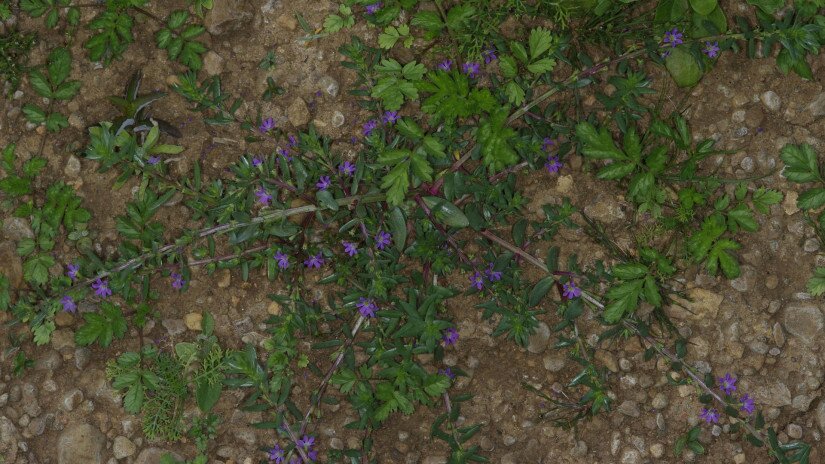 Apró füzény (Lythrum tribracteatum)