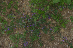 Apró füzény (Lythrum tribracteatum)