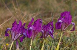 Apró nőszirom (Iris pumila)