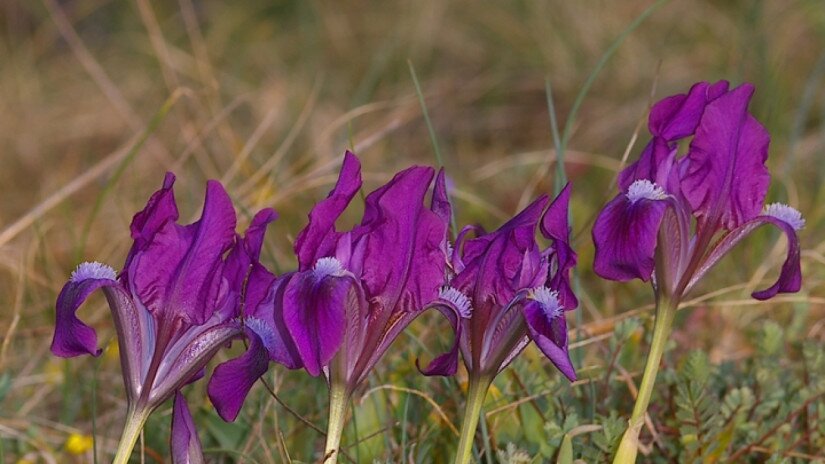 Apró nőszirom (Iris pumila)