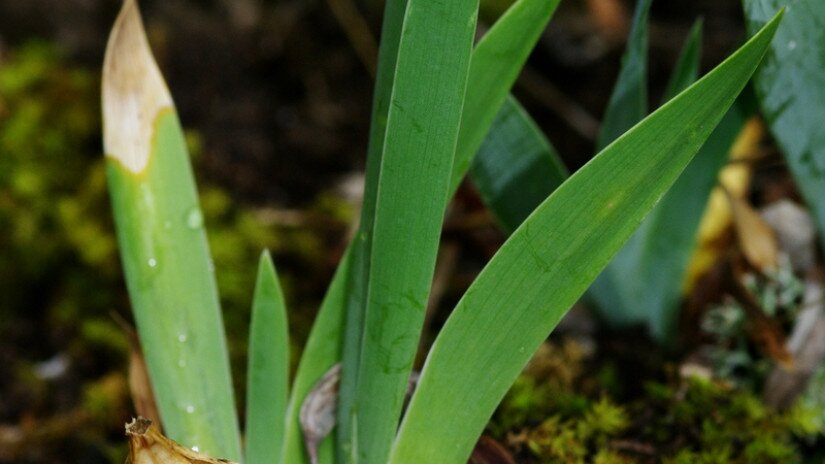 Apró nőszirom (Iris pumila) terméssel