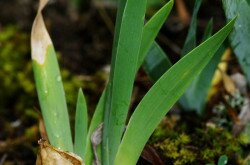 Apró nőszirom (Iris pumila) terméssel