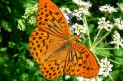 A specie of Argynnis