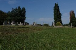 A temetők gyakran védett fajok élőhelye.