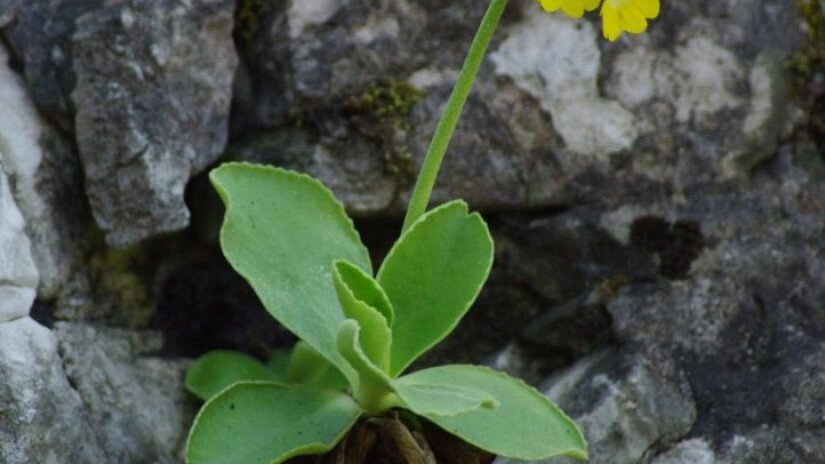 Auricula (Primula auricula)