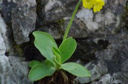 Auricula (Primula auricula)