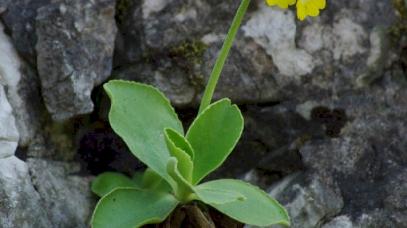 Auricula (Primula auricula)