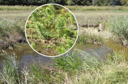 A vízilófark újabb előfordulása vált ismertté a Kis-Balaton területén