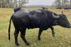 Az állomány rendkívül szép idén, egészségesek és erősek mind a tehenek, mind a borjak