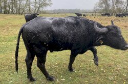 Az állomány rendkívül szép idén, egészségesek és erősek mind a tehenek, mind a borjak