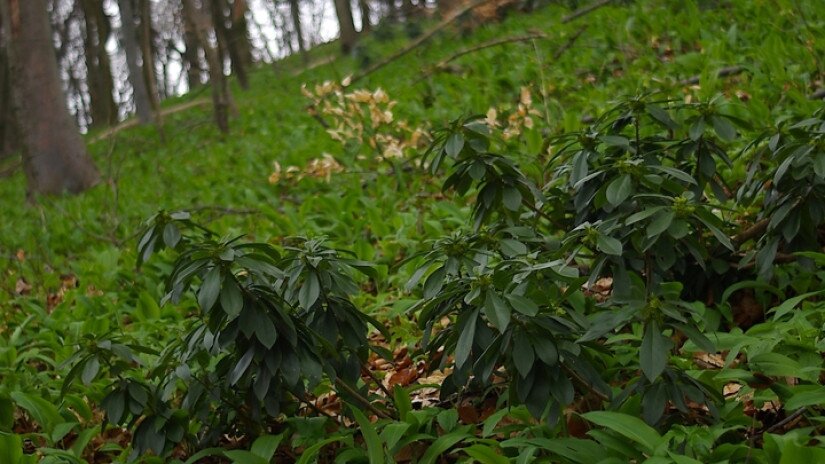 Babérboroszlán (Daphne laureola)