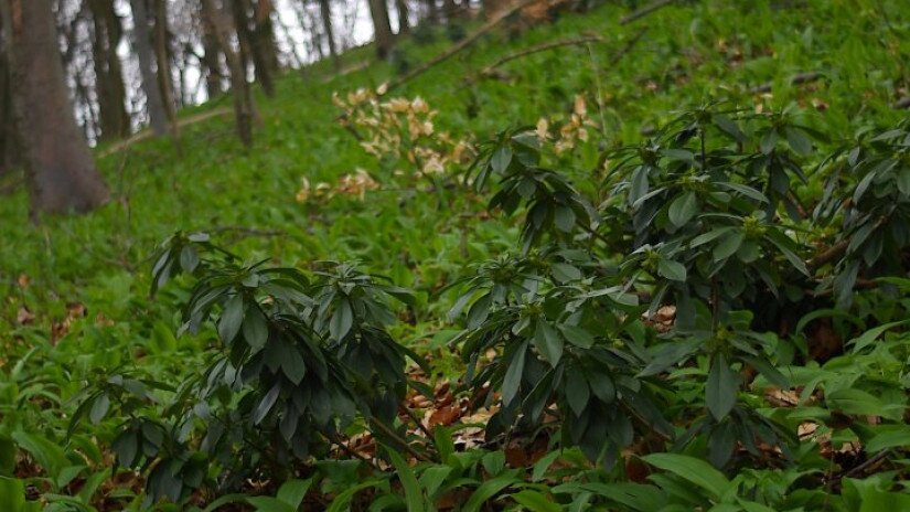 Babérboroszlán (Daphne laureola) a Magas-Bakonyban