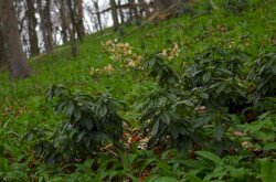 Babérboroszlán (Daphne laureola) a Magas-Bakonyban