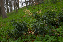 Babérboroszlán (Daphne laureola) a Magas-Bakonyban
