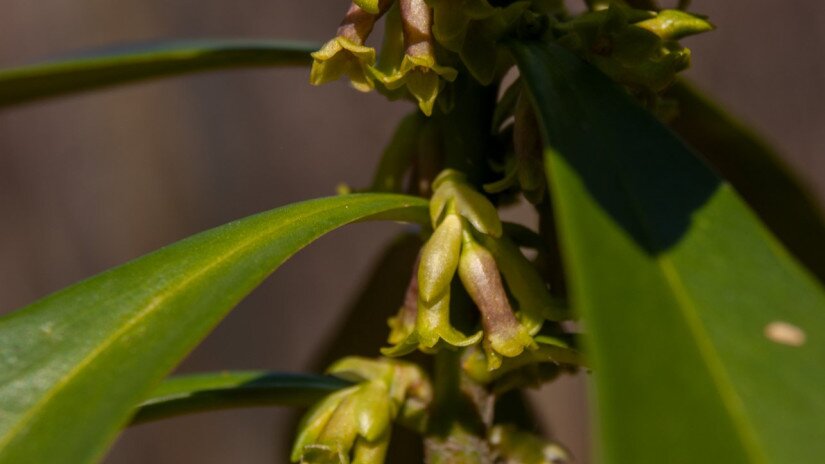 Babérboroszlán (Daphne laureola)