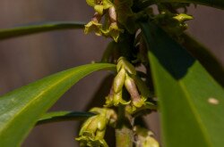 Babérboroszlán (Daphne laureola)