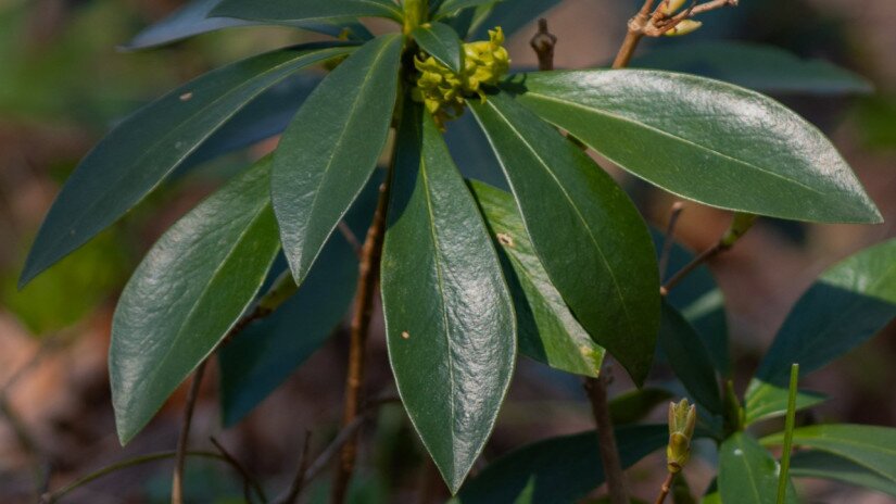 Babérboroszlán (Daphne laureola)