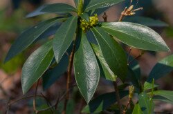 Babérboroszlán (Daphne laureola)