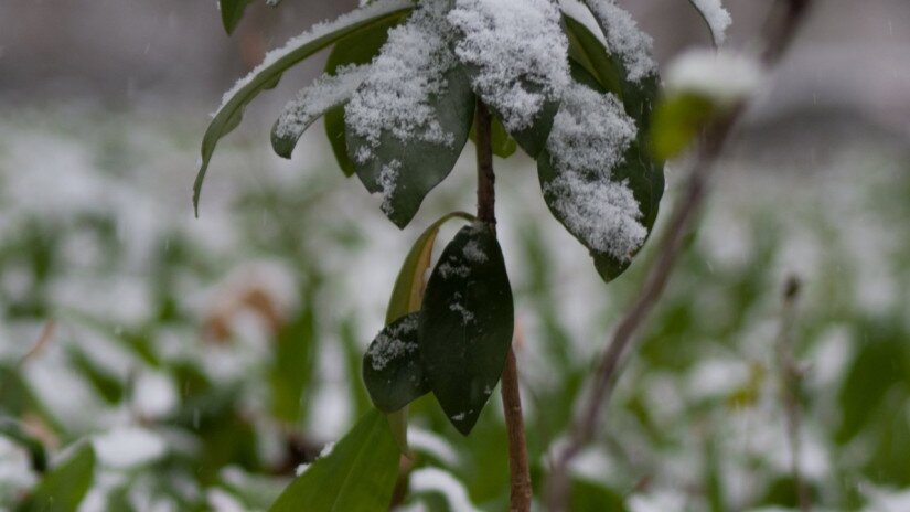 Babérboroszlán (Daphne laureola) hósipkában