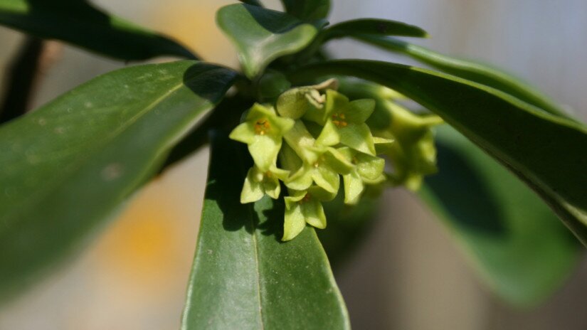 Babérboroszlán (Daphne laureola) virágzáskor