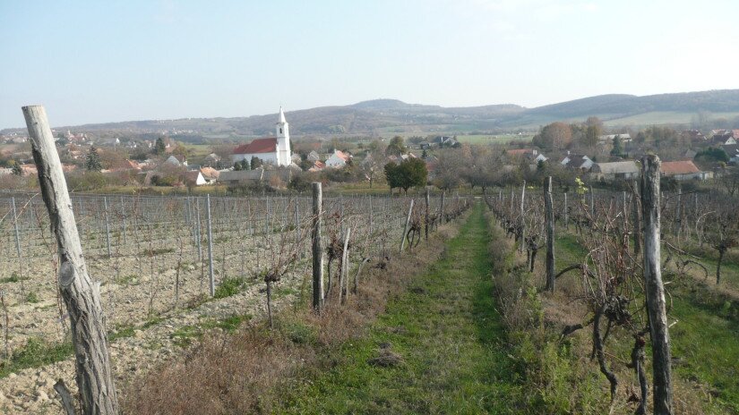 Balatoncsicsó szőlőoldal - kilátás a Nivegy-völgyre