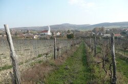 Balatoncsicsó szőlőoldal - kilátás a Nivegy-völgyre