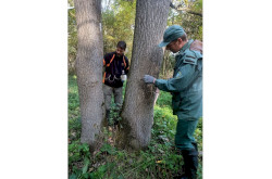 Bálványfa injektálás a Muránál